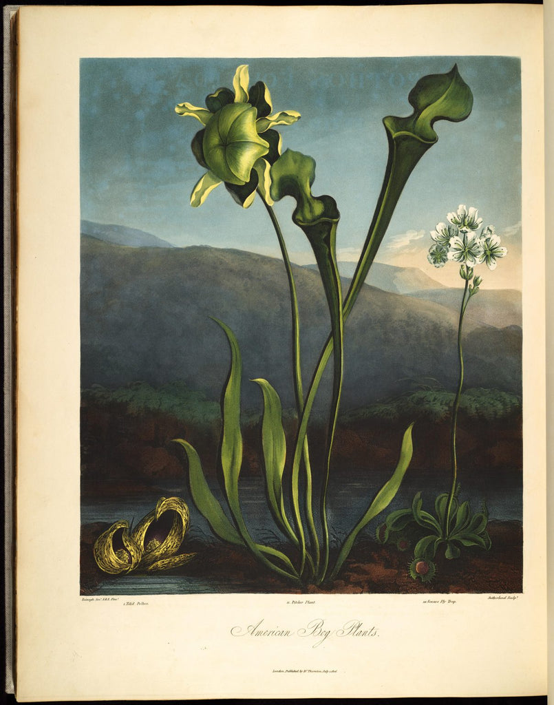 Découverte et histoire du Sarracenia (part.3)