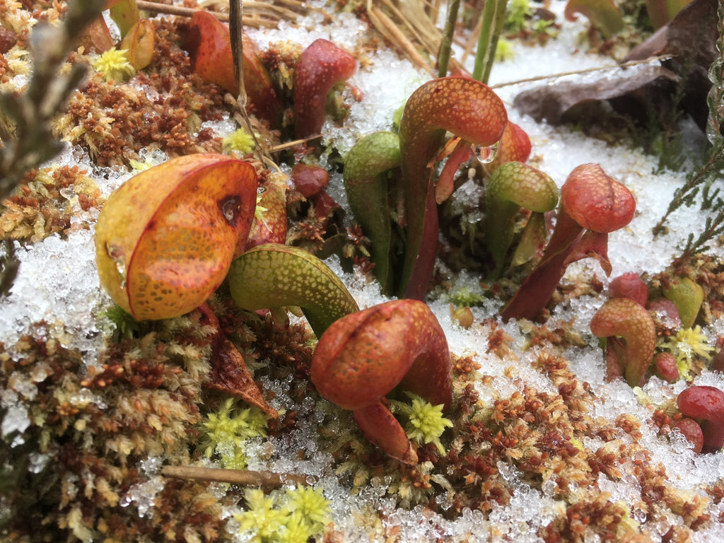 Les plantes carnivores en hiver