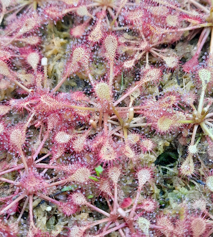 Drosera capillaris x intermedia