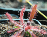 Drosera latifolia