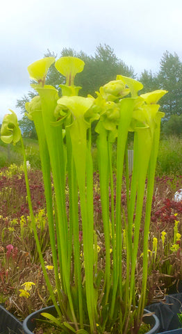 Sarracenia flava "slack's maxima"