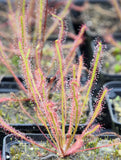 Drosera x anfil