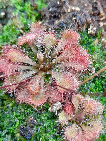 Drosera tokaiensis