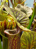sarracenia flava var. ornata "superornata"