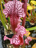Sarracenia x 'Victoria Morley'