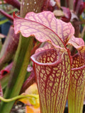 Sarracenia x 'Daniel Rudd'