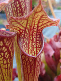 Sarracenia x 'Daniel Rudd'