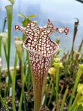 Sarracenia leucophylla 'Cronus' (Titan tm)