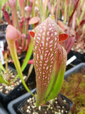 Sarracenia minor