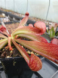 Sarracenia psittacina var. okefenokeensis (lbg)