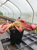 Sarracenia psittacina var. okefenokeensis (lbg)