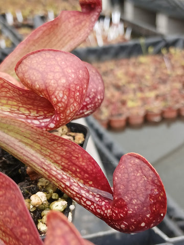 Sarracenia psittacina var. okefenokeensis (lbg)