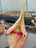 sarracenia purpurea "smurf"