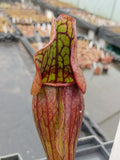 Sarracenia purpurea ssp. purpurea
