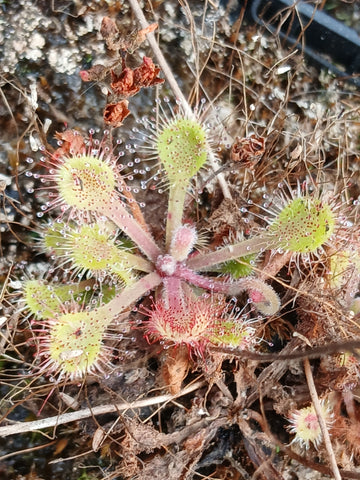 Drosera collinsiae