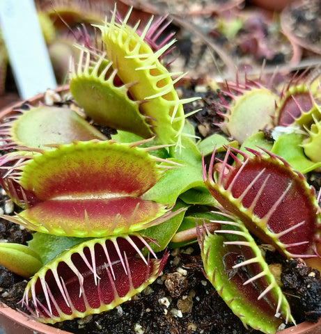 Dionaea "cropped tooth / blotchy"