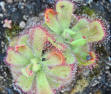Drosera cuneifolia