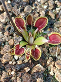 Dionaea 'Cupped trap'