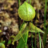 Darlingtonia californica