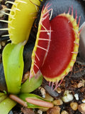 Dionaea "gap teeth"