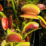 Dionaea