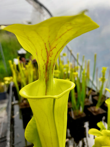 Sarracenia flava var. flava (Dalhia bog, VA, USA)