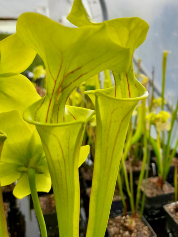 Sarracenia flava var. flava (Santa Costal reserve, Caroline du Sud, USA)