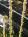 Drosera filiformis
