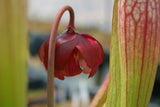 Sarracenia x 'Eva'