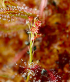 Drosera adelae