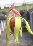 Darlingtonia californica