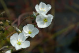 Drosera binata 'Marston Dragon'