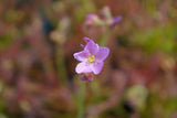 Drosera capensis {Bain's Kloof, RSA}