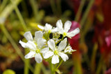 Dionaea "fine tooth x red"