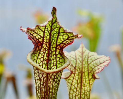 Sarracenia x 'Lynda Butt'