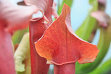 Sarracenia x catesbaei "inverted veins"