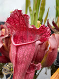 Sarracenia x mitchelliana