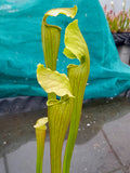 Sarracenia x areolata "fluted form"