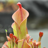 Heliamphora heterodoxa x minor