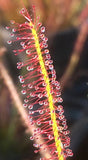 Drosera x hybrida