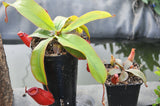 Nepenthes "bloody mary"