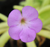 Pinguicula moctezumae x pilosa