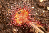 Drosera rotundifolia