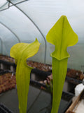 Sarracenia rubra ssp. jonesii f. heterophylla