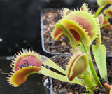 Dionaea 'UK1'