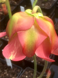 Sarracenia x 'Whale Tail'