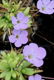 Pinguicula moctezumae x pilosa