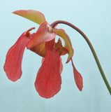 Sarracenia x ((flava var. atropurpurea x flava var. rubricorpora)x(S. leucophylla))