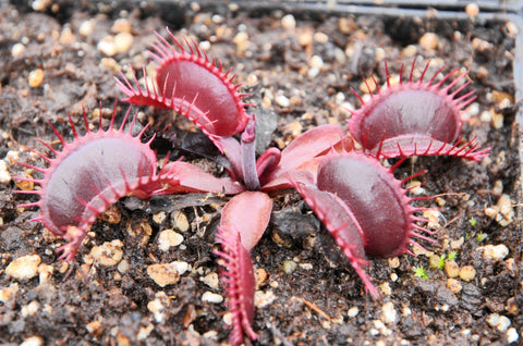 Dionaea 'Pink Venus'