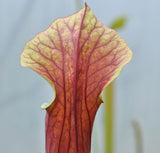 Sarracenia x ((flava var. atropurpurea x flava var. rubricorpora)x(S. leucophylla))